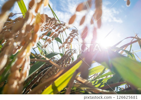 Rice field 126625681
