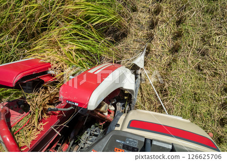 Rice harvesting view from the driver's seat of a combine harvester 126625706