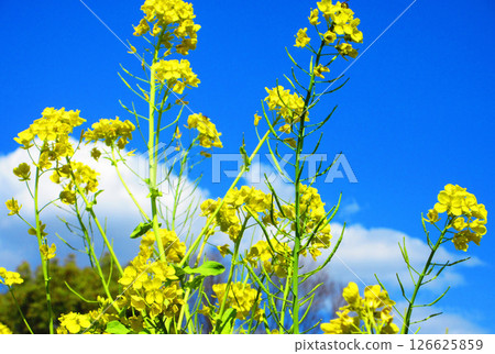 Spring scenery of rape blossoms and blue sky Spring scenery of rape blossoms and blue sky 126625859