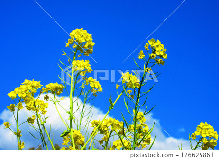 Spring scenery of rape blossoms and blue sky Spring scenery of rape blossoms and blue sky 126625861