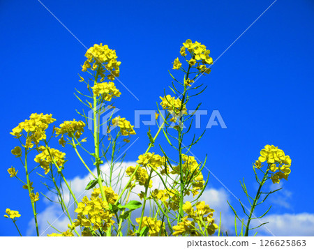 春天的油菜花和藍天 126625863