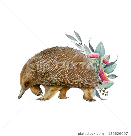 Echidna Australian native animal with eucalyptus leaf decor isolated on white background. Cute hand drawn echidna vintage style illustration. Australia endemic oviparous mammal with floral decor 126626007