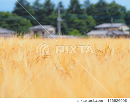在收穫前的麥田 在收穫前的麥田 126626008