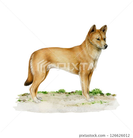 Dingo dog standing on the ground watercolor illustration. Australian wild dog vintage style hand drawn image. Canis familiaris Australia native predator mammal isolated on white background 126626012
