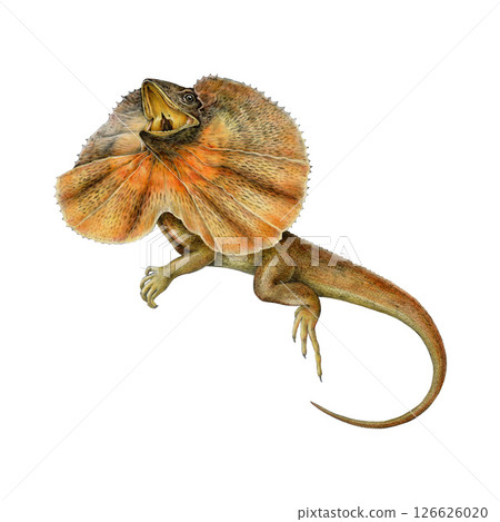 Frilled lizard vintage style realistic watercolor illustration. Hand drawn Australia native beautiful wildlife reptile . Chlamydosaurus kingii frilled agama isolated on white background 126626020