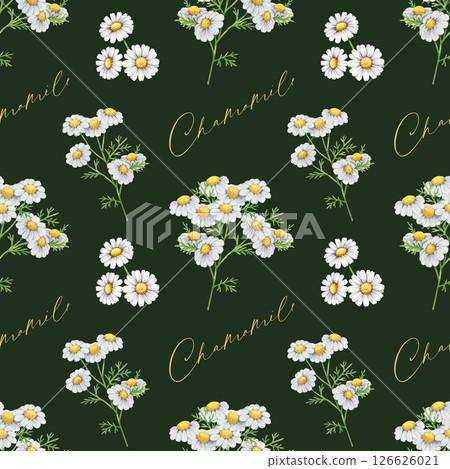 Chamomile herb seamless pattern watercolor illustration. Hand drawn matricaria flowers with leaves on dark background. Chamomile healthy medicinal plant with flowers, leaves seamless pattern Chamomile herb seamless pattern watercolor illustration. Hand drawn matricaria flowers with leaves on dark background. Chamomile healthy medicinal plant with flowers, leaves seamless pattern 126626021