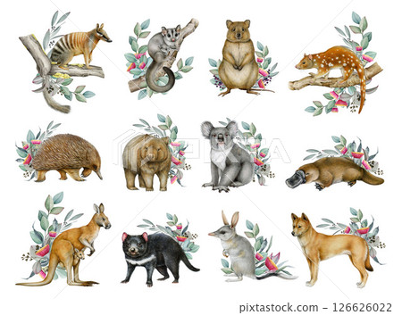 Australia animals with floral decor illustration set. Hand drawn kangaroo, koala, echidna, platypus, wombat, sugar glider with eucalyptus decor. Australia native wildlife mammal painted collection 126626022