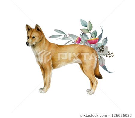 Dingo dog with floral decor watercolor illustration. Hand drawn Australian wild dog with gum tree leaf decoration vintage style design. Canis familiaris Australia native predator on white background Dingo dog with floral decor watercolor illustration. Hand drawn Australian wild dog with gum tree leaf decoration vintage style design. Canis familiaris Australia native predator on white background 126626023