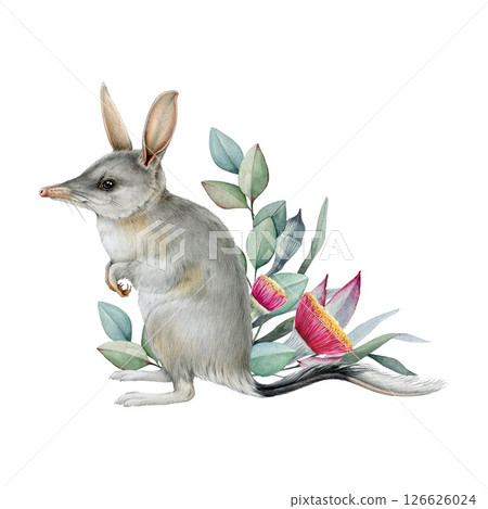 Bilby with eucalyptus floral decoration watercolor illustration. Hand drawn Macrotis lagotis Australia native marsupial mammal. Rabbit eared bandicoot with gum tree leaf and flower decor isolated Bilby with eucalyptus floral decoration watercolor illustration. Hand drawn Macrotis lagotis Australia native marsupial mammal. Rabbit eared bandicoot with gum tree leaf and flower decor isolated 126626024