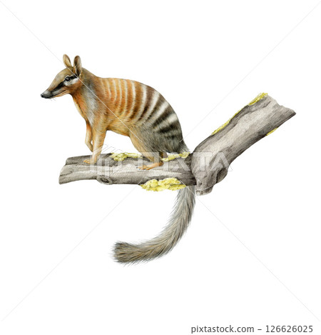 Numbat on the tree branch. Australian animal watercolor realistic illustration on white background. Myrmecobius fasciatus marsupial Australia endemic mammal. Numbat small anteater on the tree twig Numbat on the tree branch. Australian animal watercolor realistic illustration on white background. Myrmecobius fasciatus marsupial Australia endemic mammal. Numbat small anteater on the tree twig 126626025