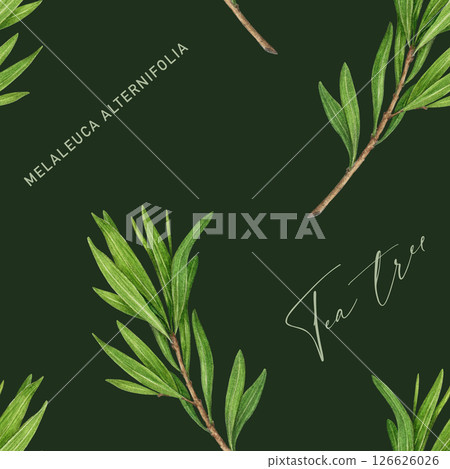 Tea tree branch with leaves seamless pattern. Watercolor illustration. Melaleuca alternifolia vintage style decor element. Tea tree leaves on dark background. Medicinal aroma scented medicinal plant 126626026