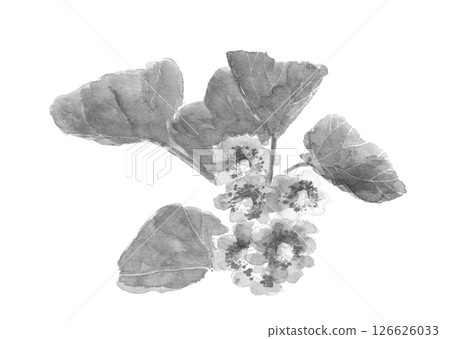用水彩繪製的獼猴桃花的單色插圖素材[手繪] 白色背景 可供裁剪 有影印空間 126626033