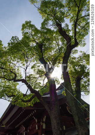 初夏的神戶湊川神社境內，綠意盎然 126626189