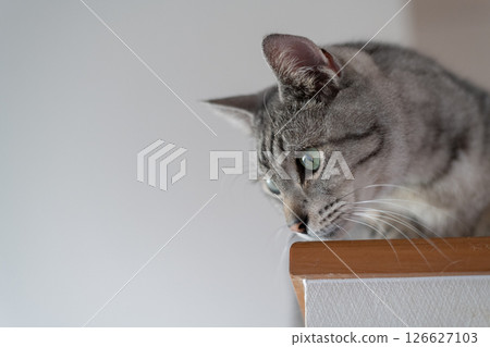 Profile of a staring cat - Brown tabby cat 126627103