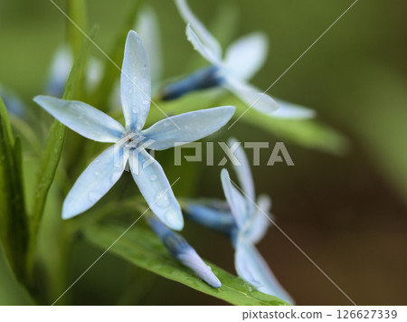 五月雨後盛開的美麗藍色丁香花 126627339