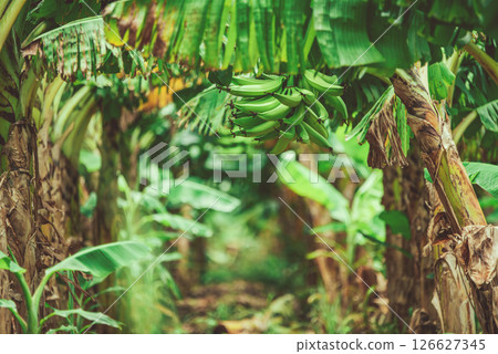 Production of green bananas in a garden. Green plantain clump on a tree 126627345