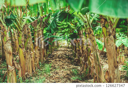 Harvesting green plantains in a vegetable garden. View of green plantains in a vegetable garden Harvesting green plantains in a vegetable garden. View of green plantains in a vegetable garden 126627347