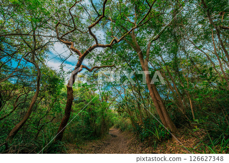 Dirt road in the middle of a beautiful colorful forest. Beautiful green forest with a dirt road in the middle Dirt road in the middle of a beautiful colorful forest. Beautiful green forest with a dirt road in the middle 126627348