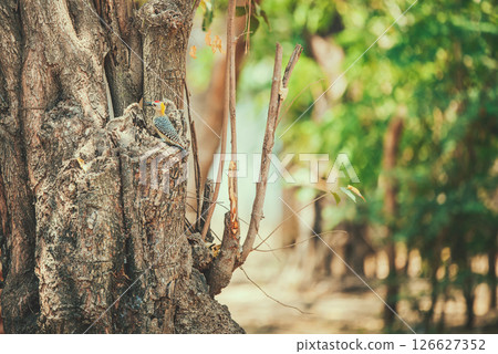 Portrait of a Hoffman woodpecker in a tree. Melanerpes hoffmannii, also known as Hoffman's woodpecker, in a tree 126627352