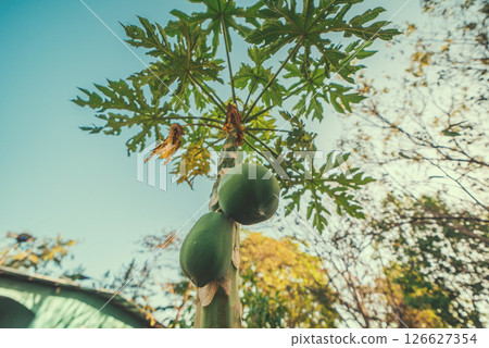 Closeup of a papaya tree. View of green papayas on a tree 126627354