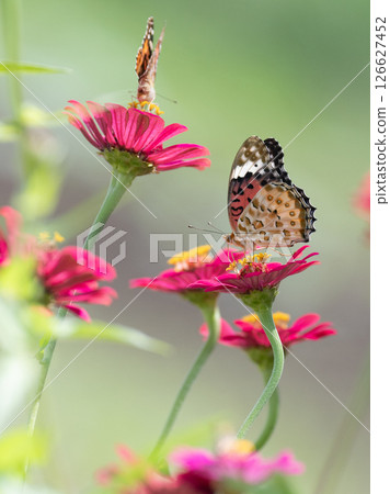 A fritillary butterfly resting on a flower 126627452