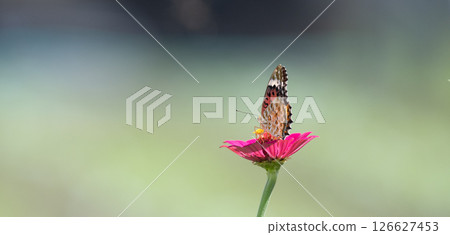 一隻貝母蝴蝶停在一朵花上 一隻貝母蝴蝶停在一朵花上 126627453