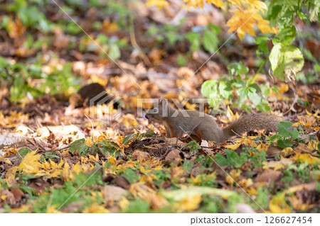 Cute Japanese squirrel Cute Japanese squirrel 126627454