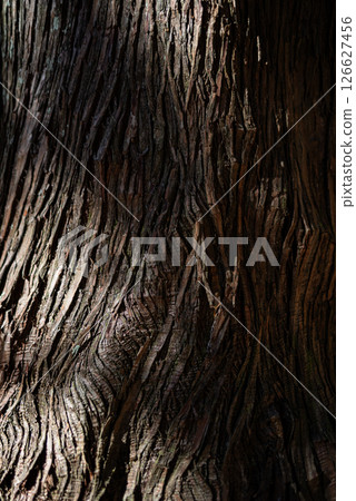 雪松木表面 雪松木表面 126627456