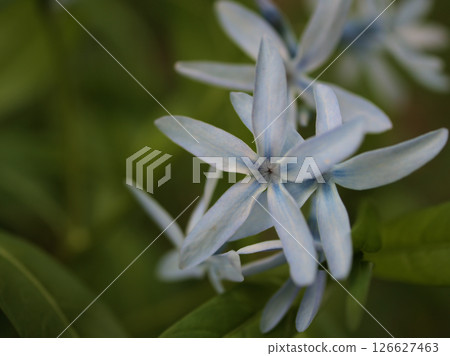 五月盛開的美麗藍色丁香花 126627463