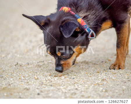 Dogs playing in a dog run Dogs playing in a dog run 126627627