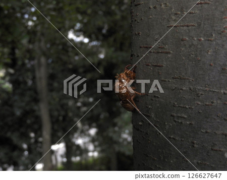 Cicada shell Cicada shell 126627647