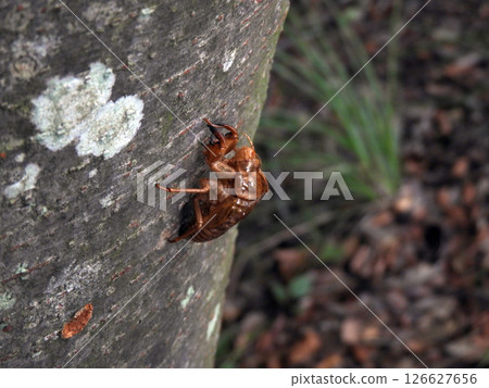 Cicada shell 126627656
