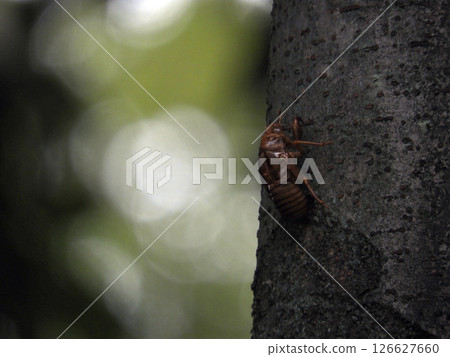 Cicada shell Cicada shell 126627660