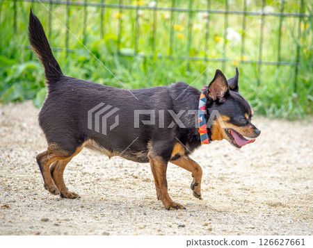 Dogs playing in a dog run Dogs playing in a dog run 126627661