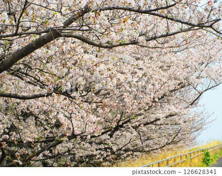 埼玉縣戶田市「戶田櫻堤」的染井吉野櫻美景(2025年拍攝) 埼玉縣戶田市「戶田櫻堤」的染井吉野櫻美景(2025年拍攝) 126628341