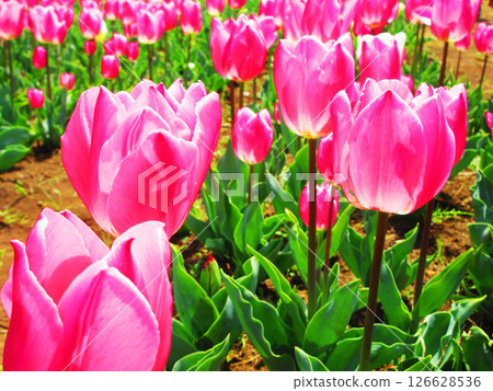 Spring scenery of tulip fields in Urban Agricultural Park (Adachi Ward, Tokyo) Spring scenery of tulip fields in Urban Agricultural Park (Adachi Ward, Tokyo) 126628536