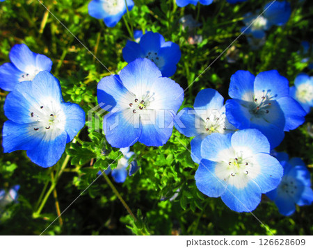 Beautiful scenery of the nemophila fields at Toneri Park (Adachi Ward, Tokyo) 126628609