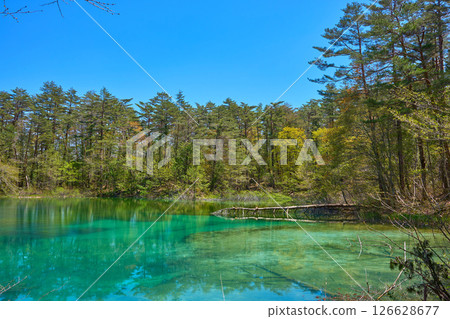 Spring view of Aonuma Pond with fresh greenery from near the Goshikinuma Nature Trail in Yama County, Fukushima Prefecture Spring view of Aonuma Pond with fresh greenery from near the Goshikinuma Nature Trail in Yama County, Fukushima Prefecture 126628677