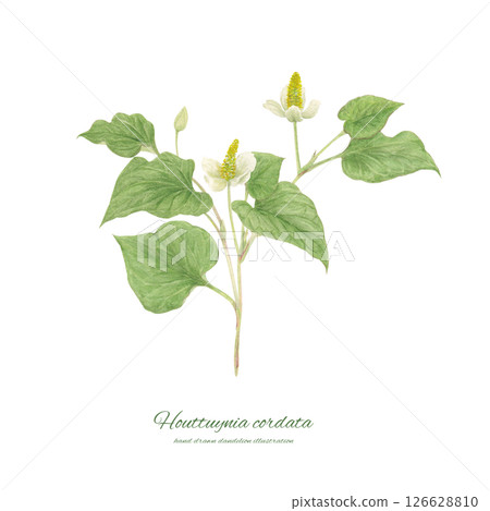 Watercolor cartoon of Houttuynia cordata 126628810