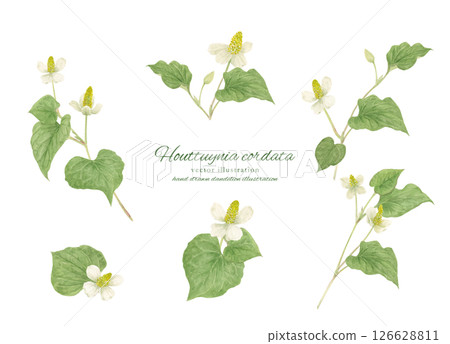 Watercolor cartoon of Houttuynia cordata Watercolor cartoon of Houttuynia cordata 126628811