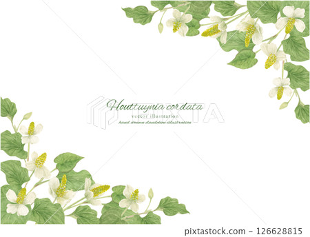 Watercolor painted Houttuynia cordata background frame material 126628815