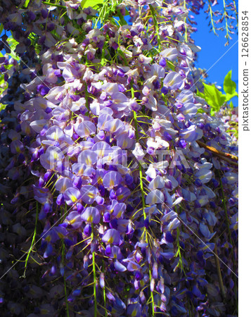 Beautiful spring scenery with wisteria flowers and blue sky Beautiful spring scenery with wisteria flowers and blue sky 126628854