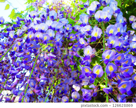 Beautiful spring scenery with wisteria flowers and blue sky Beautiful spring scenery with wisteria flowers and blue sky 126628869