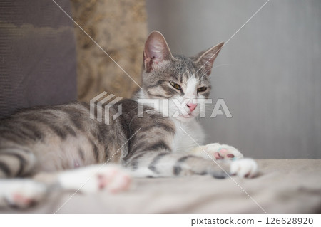 Adorable cat pet sleeping at home 126628920