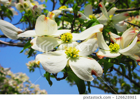 白色山茱萸花與藍天風景 126628981