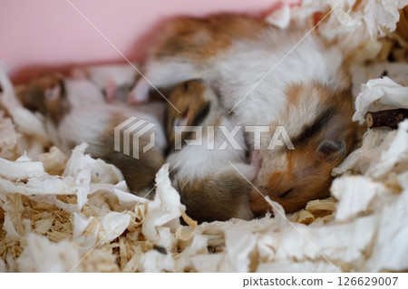 Syrian hamster mother with her baby in nest Syrian hamster mother with her baby in nest 126629007