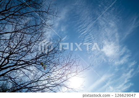 sky, wood, blue sky 126629047