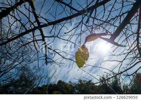 wood, autumn, autumnal 126629050