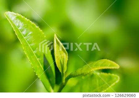 New green tea leaves close-up New green tea leaves close-up 126629060