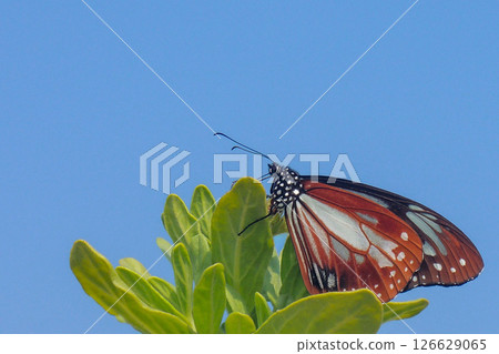 Heliotropium japonicum and Chestnut tiger 126629065